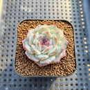 Echeveria 'Pure Love' 2" Succulent Plant Cutting