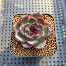 Echeveria 'Magenta' 2" Succulent Plant Cutting