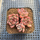 Echeveria sp. 1"-2" Succulent Plant Cutting