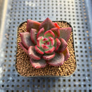 Echeveria 'Neon Rouge' 1"-2" Succulent Plant Cutting