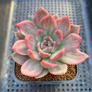 Echeveria 'Pink Champaign' Variegated 2" Succulent Plant Cutting