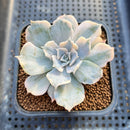 Echeveria 'Lilacina' Variegated 2" Succulent Plant Cutting