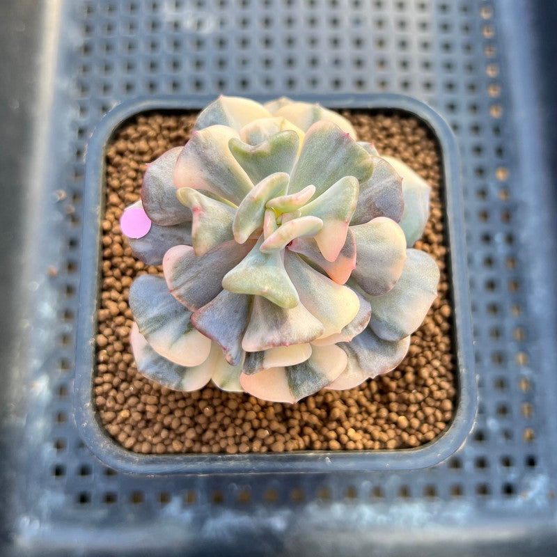 Echeveria 'Cubic Frost' Variegated 2" Succulent Plant Cutting