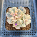 Echeveria 'Cubic Frost' Variegated 2" Succulent Plant Cutting