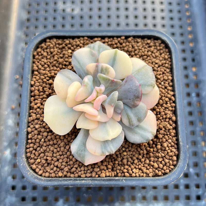 Echeveria 'Cubic Frost' Variegated 2" Succulent Plant Cutting