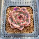 Echeveria 'Eos' 2" Succulent Plant Cutting