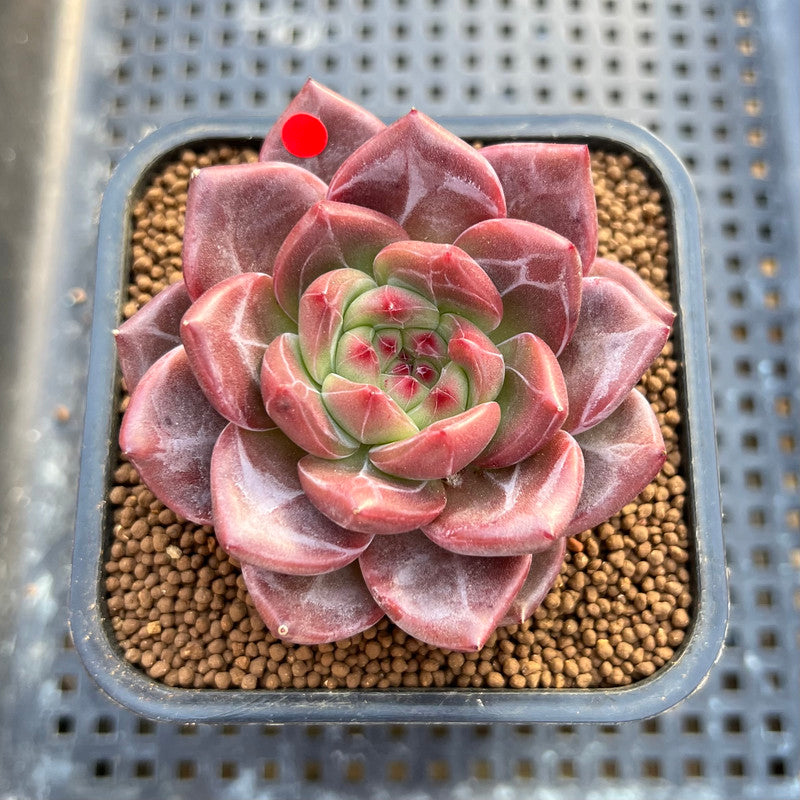 Echeveria 'Eos' 2" Succulent Plant Cutting