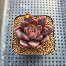 Echeveria 'Neon Rouge' 1"-2" Succulent Plant Cutting