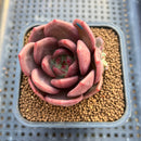 Echeveria 'Adios' 2" New Hybrid Succulent Plant Cutting