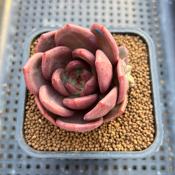 Echeveria 'Adios' 2" New Hybrid Succulent Plant Cutting