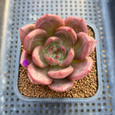 Echeveria 'Adios' 2" New Hybrid Succulent Plant Cutting