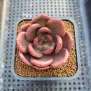 Echeveria 'Adios' 2" New Hybrid Succulent Plant Cutting