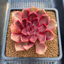 Echeveria 'Pink Bunny' 2"-3" Succulent Plant Cutting