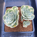 Greenovia 'El Hiero' Variegated 2" Succulent Plant Cutting