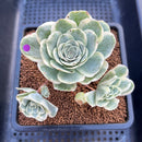 Greenovia 'El Hiero' Variegated 2" Succulent Plant Cutting