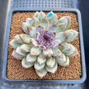 Echeveria 'Gemstone' 2"-3" Succulent Plant Cutting