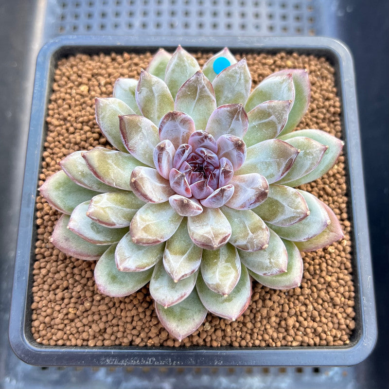 Echeveria 'Gemstone' 2"-3" Succulent Plant Cutting