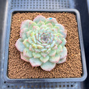 Echeveria 'Acacia' Jelly Type 2"-3" Succulent Plant Cutting