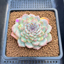 Echeveria 'Acacia' Jelly Type 2"-3" Succulent Plant Cutting