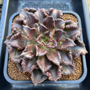 Echeveria 'Super Bowl' 4" Large Succulent Plant Cutting