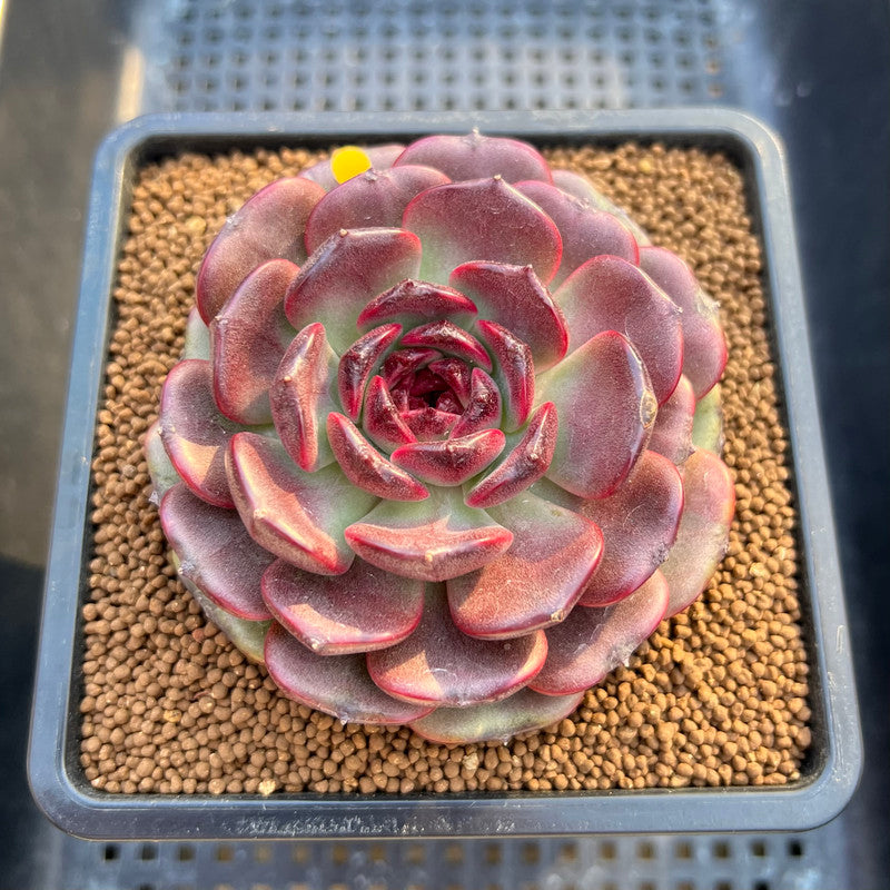 Echeveria 'Black Pearl' 3" Succulent Plant Cutting