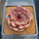 Echeveria 'Black Pearl' 3" Succulent Plant Cutting