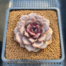 Echeveria 'Jadore' 2" Succulent Plant Cutting