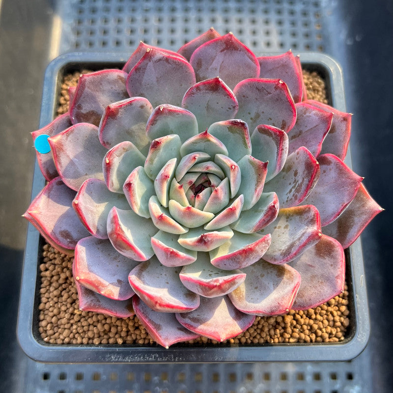 Echeveria 'Dior' 3"-4" Succulent Plant Cutting