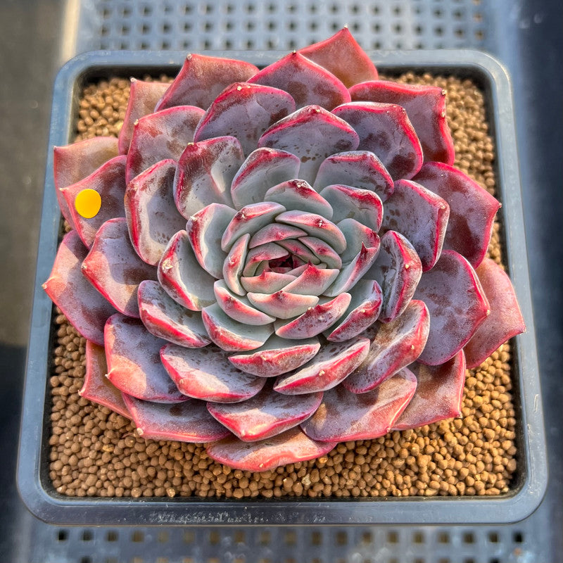 Echeveria 'Dior' 3"-4" Succulent Plant Cutting