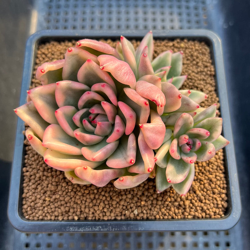 Echeveria Agavoides 'Agnes' Variegated Cluster 3" Succulent Plant