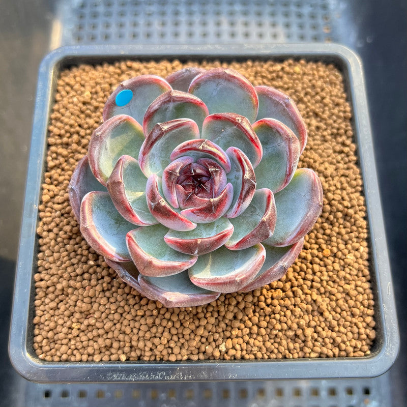 Echeveria 'Dark Opal' 2"-3" Succulent Plant Cutting