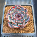 Echeveria 'Dark Opal' 2"-3" Succulent Plant Cutting