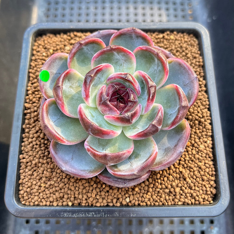 Echeveria 'Dark Opal' 2"-3" Succulent Plant Cutting