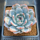 Echeveria 'Dyu Dyu' (듀듀) 3" Succulent Plant Cutting