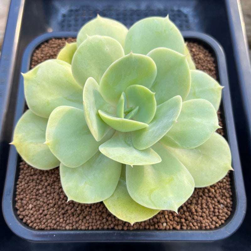 Echeveria 'Drawing' 4"-5" Succulent Plant Cutting