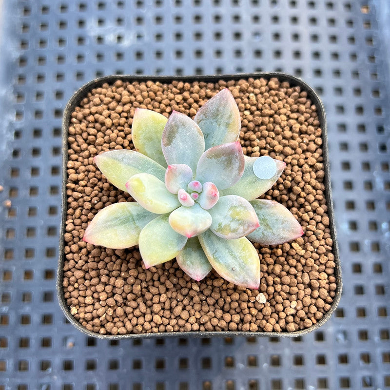 Pachyphytum 'Cute Finger' Variegated 1"-2" Succulent Plant Cutting