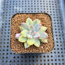 Pachyphytum 'Cute Finger' Variegated 1"-2" Succulent Plant Cutting