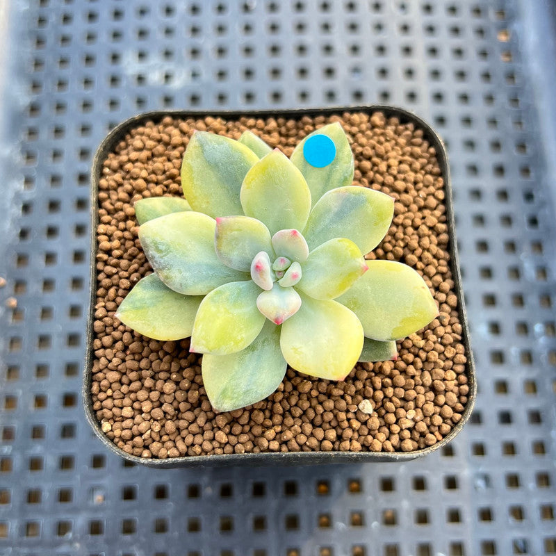 Pachyphytum 'Cute Finger' Variegated 1"-2" Succulent Plant Cutting