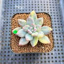 Pachyphytum 'Cute Finger' Variegated 1"-2" Succulent Plant Cutting