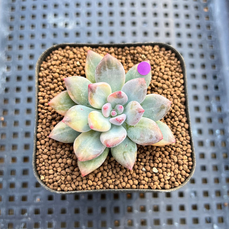 Pachyphytum 'Cute Finger' Variegated 1"-2" Succulent Plant Cutting