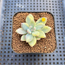 Pachyphytum 'Cute Finger' Variegated 1"-2" Succulent Plant Cutting