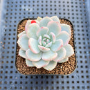 Echeveria 'Orange Monroe' Variegated 2" Succulent Plant Cutting