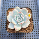 Echeveria 'Orange Monroe' Variegated 2" Succulent Plant Cutting