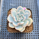 Echeveria 'Orange Monroe' Variegated 2" Succulent Plant Cutting