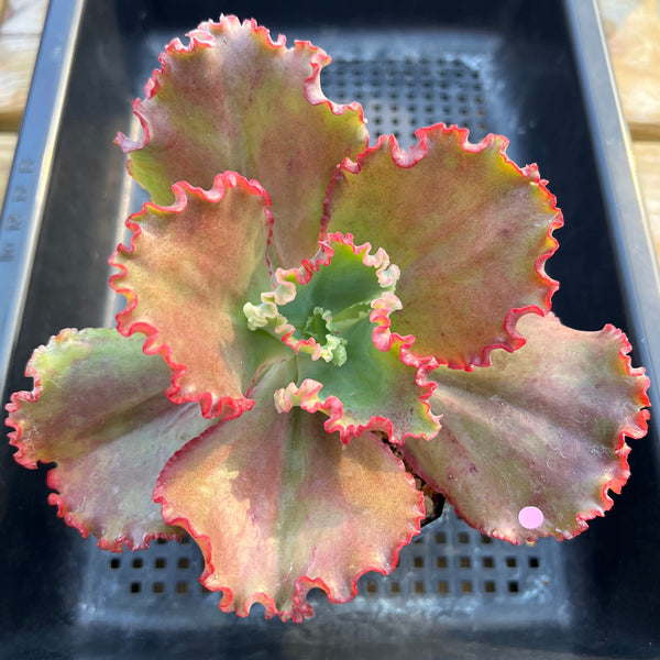 Echeveria 'Wedding Dress' 5" Succulent Plant