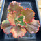 Echeveria 'Wedding Dress' 5" Succulent Plant