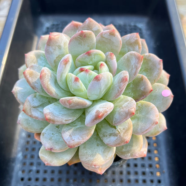 Echeveria 'Orange Monroe' 4" Large Succulent Plant