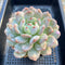 Echeveria 'Orange Monroe' 4" Large Succulent Plant