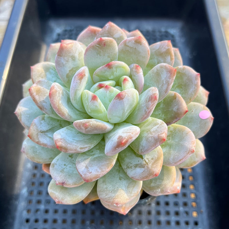 Echeveria 'Orange Monroe' 4" Large Succulent Plant