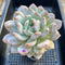 Echeveria 'Orange Monroe' 4" Large Succulent Plant